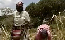 Video sequence ''The challenge of a Kikuyu peasant in Laikipia District'' (fast connection; 3.8MB)